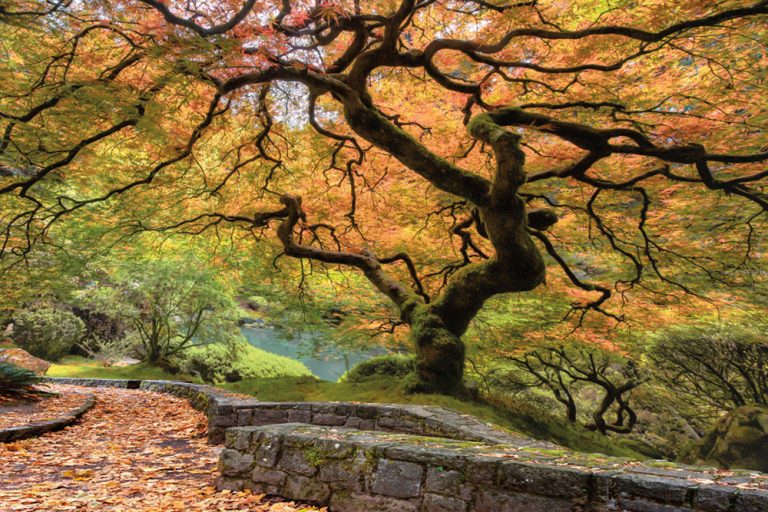 Twisted Tree