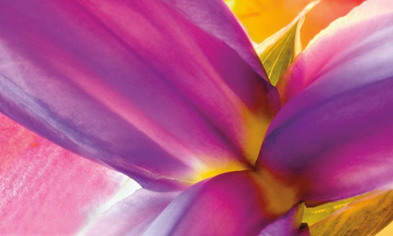 Intimate Iris