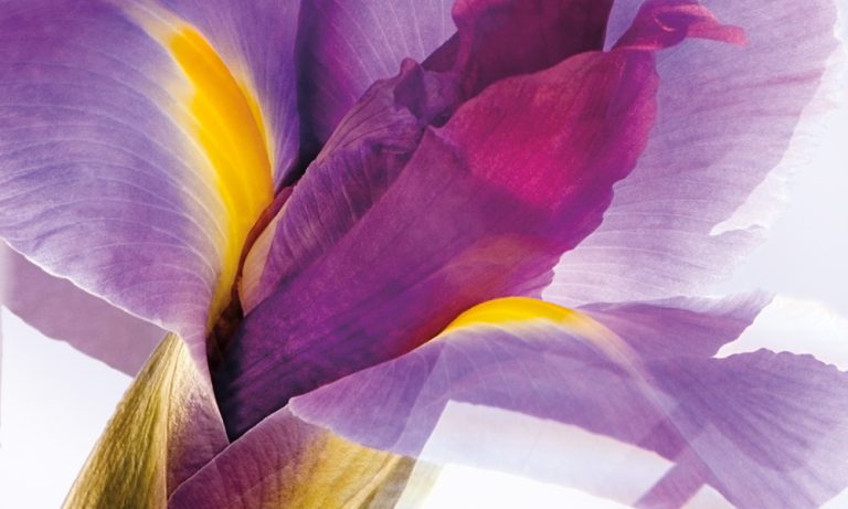 Iris Rising