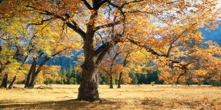 Yosemite Black Oaks