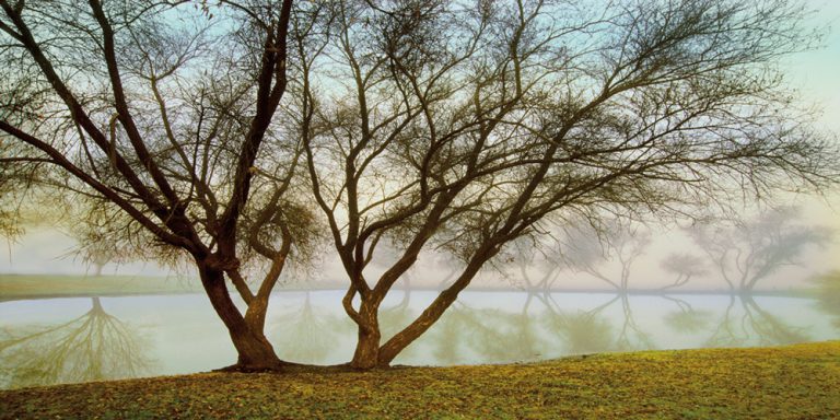 Silhouettes In Fog