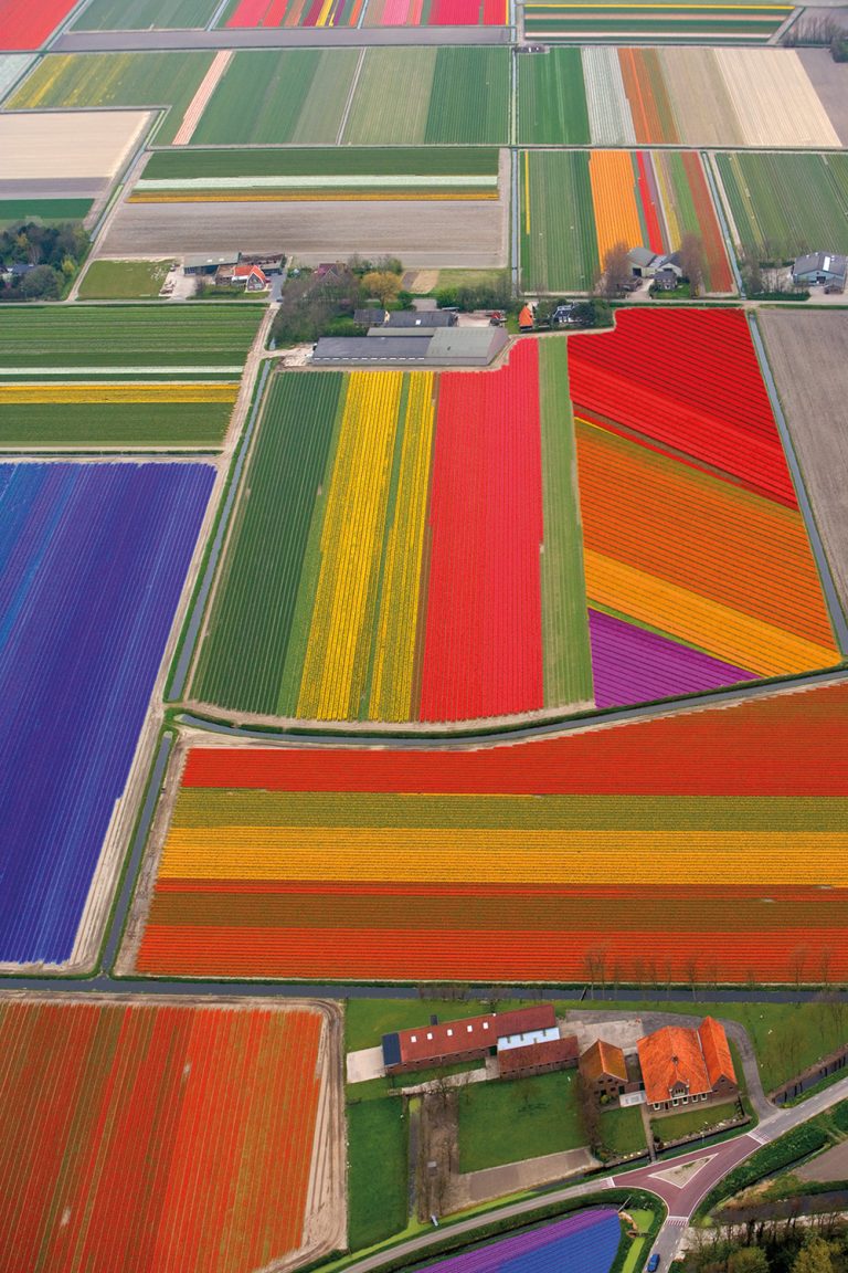 Flower Patterns 1