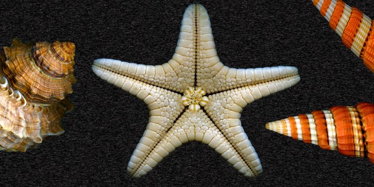 Catch a Star