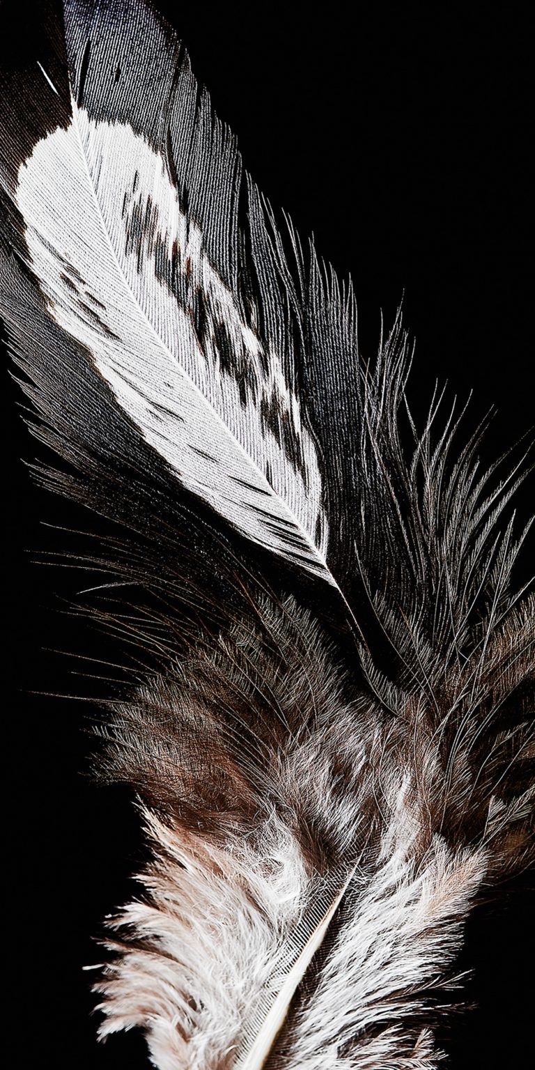 Feather13