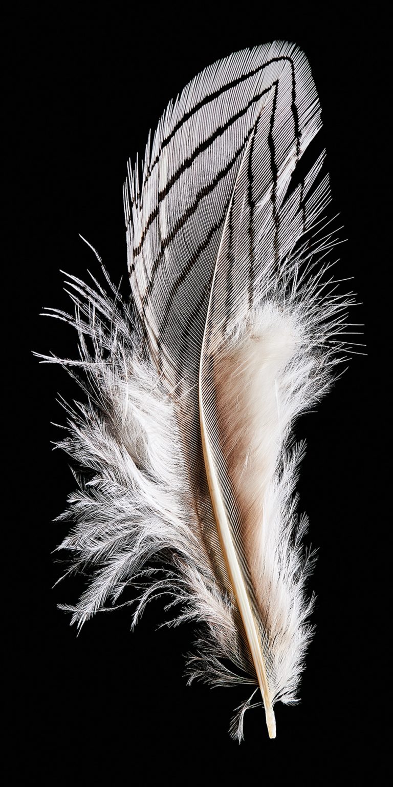 Feather 12