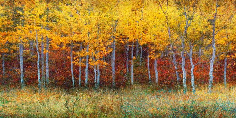 Aspen Forest