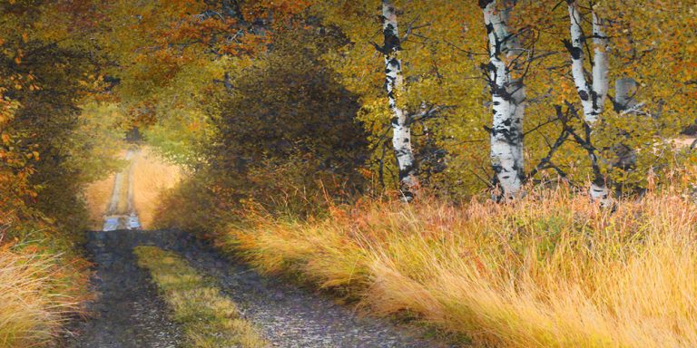 Road Thru The Trees