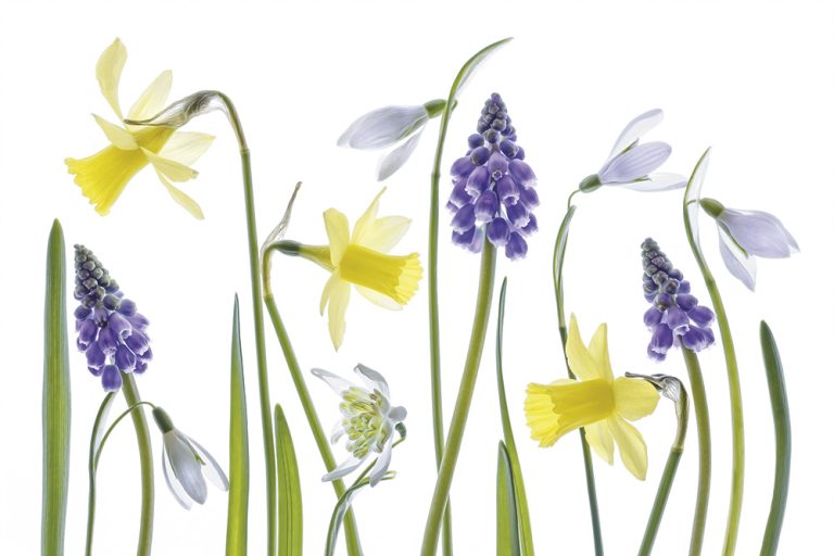 Spring Narcissus and Hyacinth