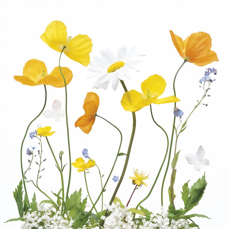 Spring Sunshine