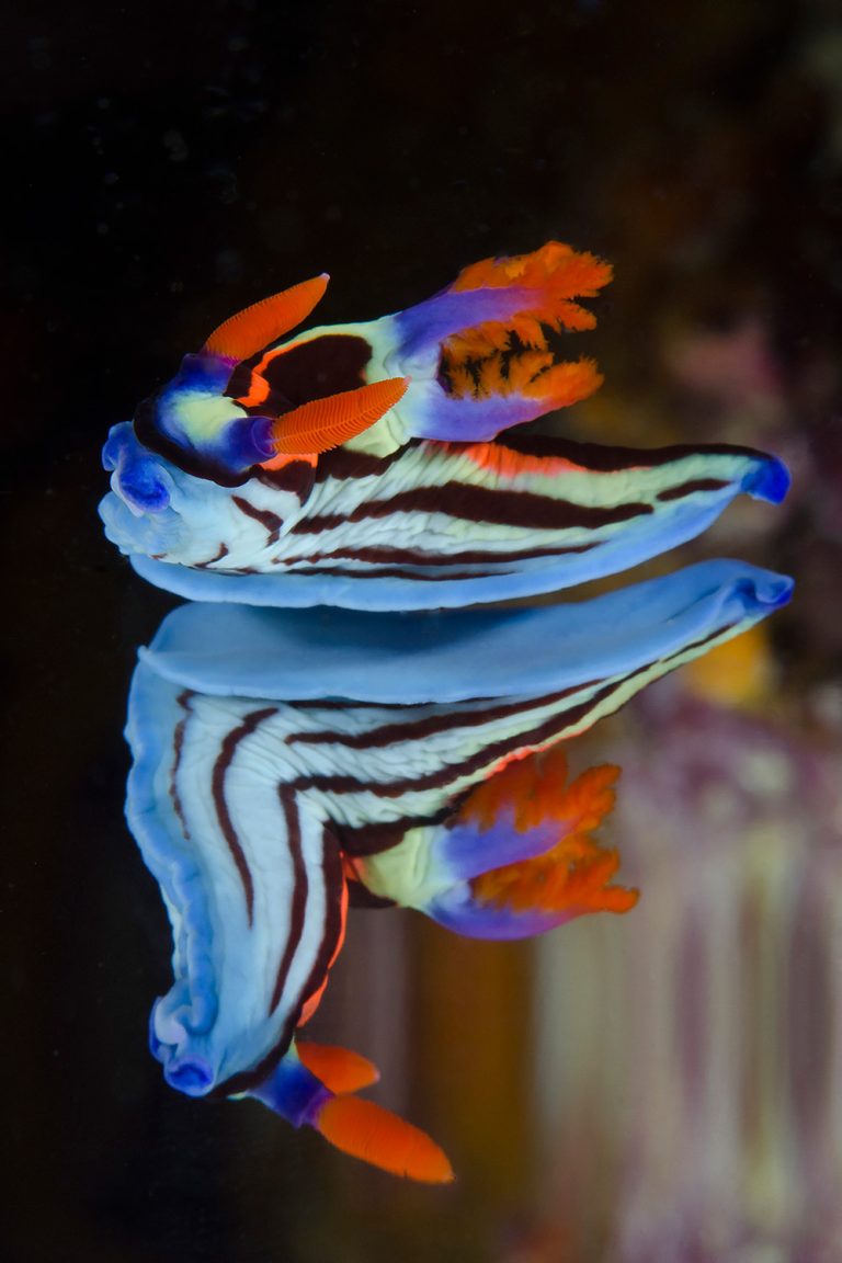 Nembrotha Nudibranch