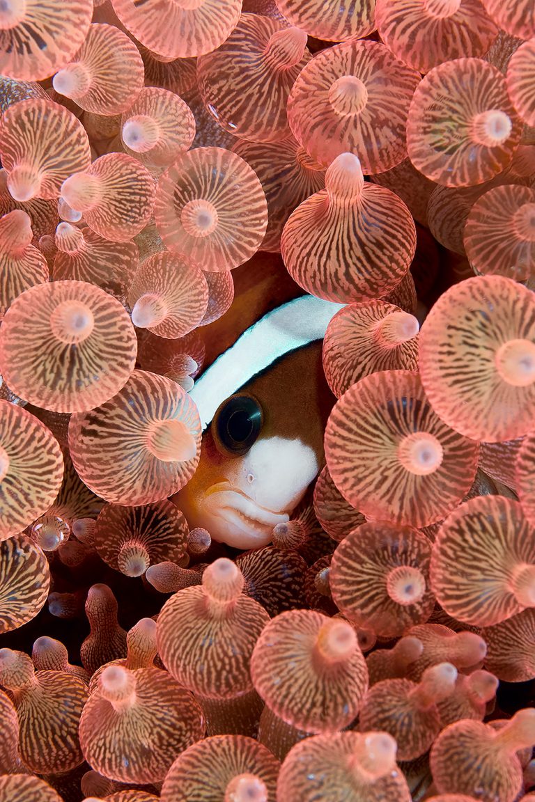 Clarks Anemonefish