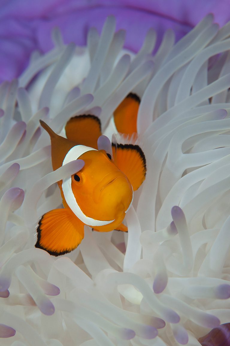 Western Clown Fish I