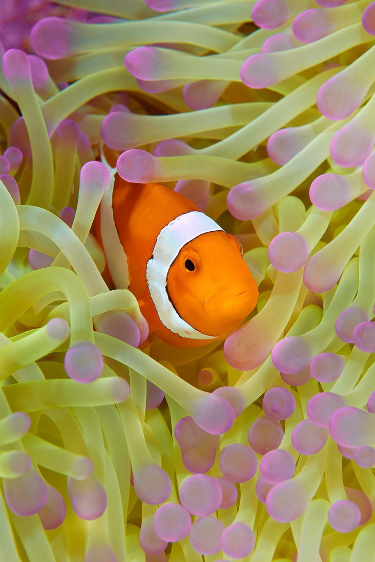 Western Clown Fish II