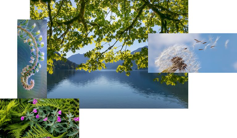 Zen Landscape 172
