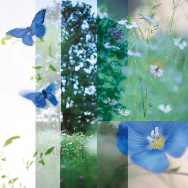Blue Butterflies 1