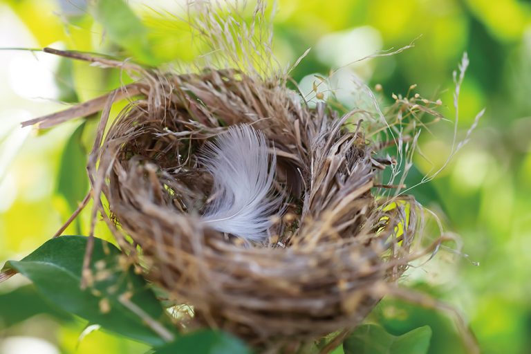 Nest 3