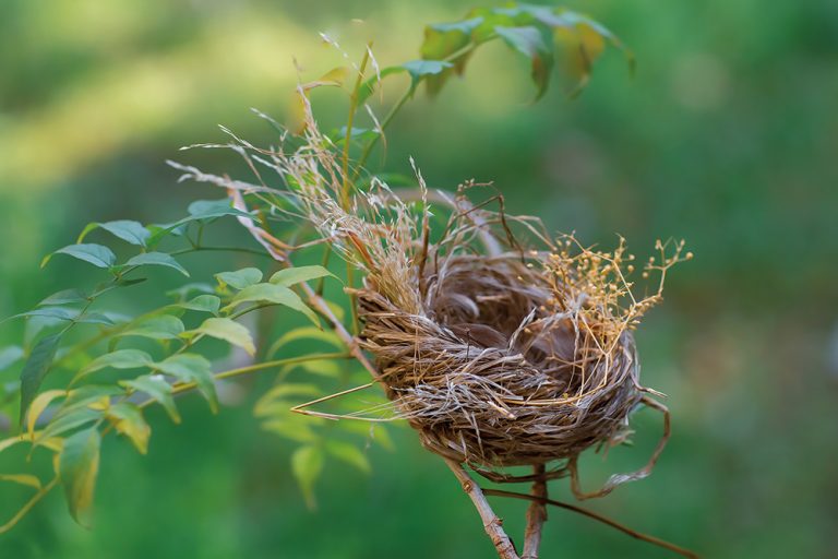Nest 2