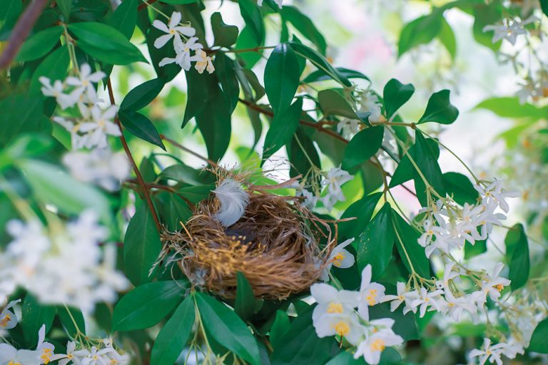 Nest 1