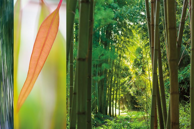 Bamboos 2