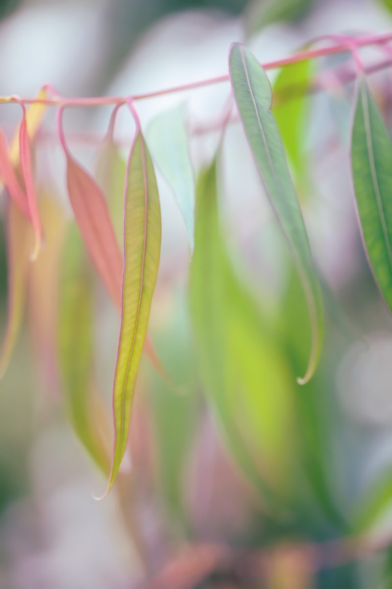 Eucalyptus Flutter
