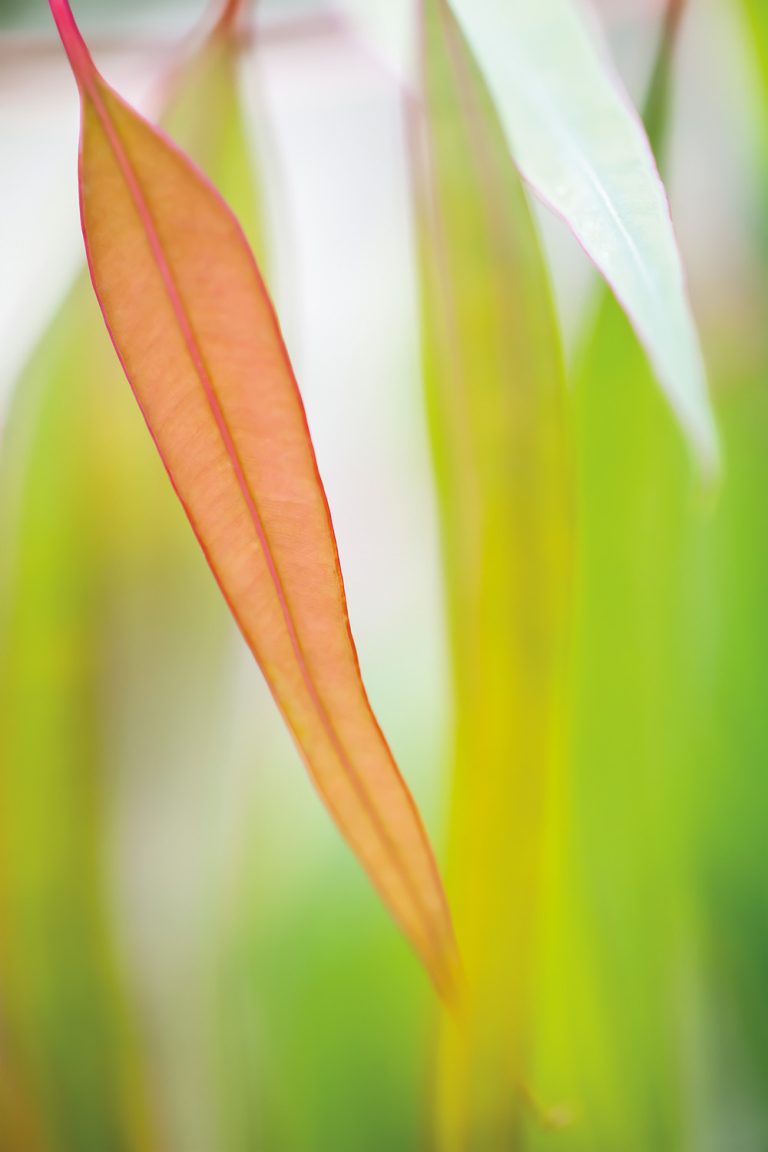 Pink Eucalyptus Shiver