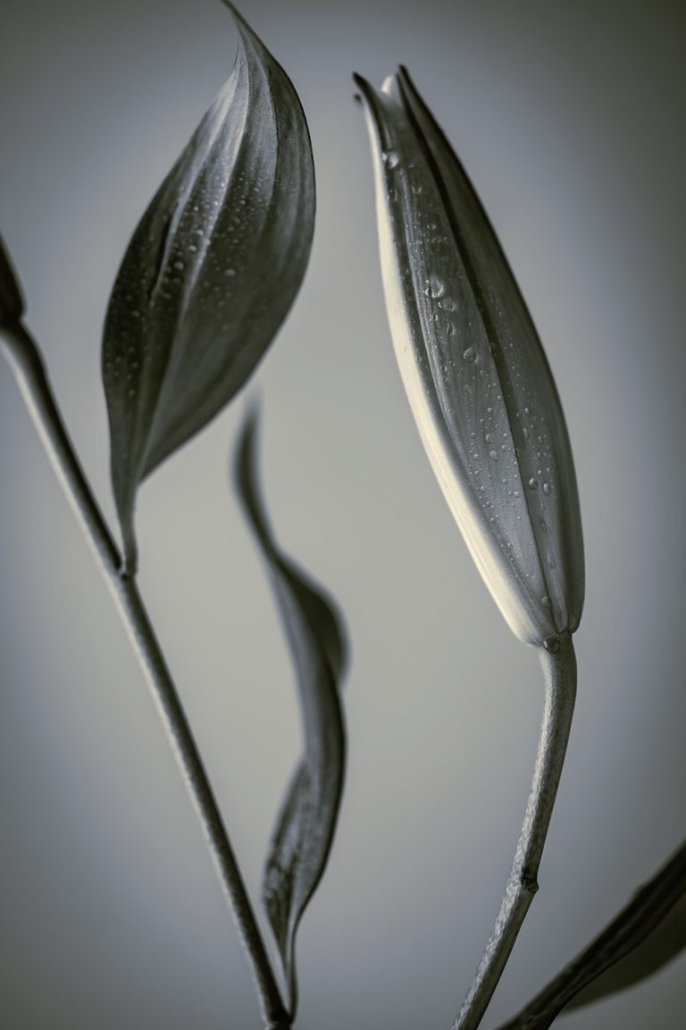 Black and White Lily 2