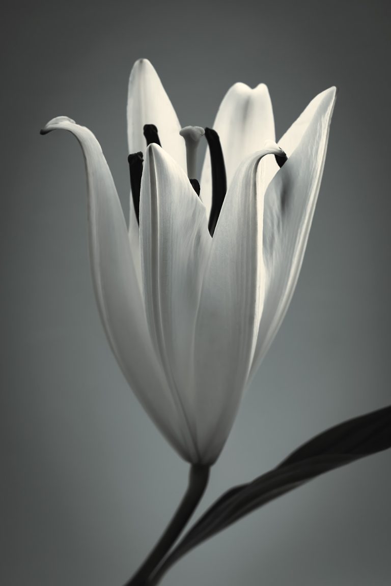 Black and White Lily 3