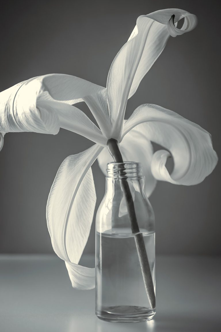 Black and White Lily 1