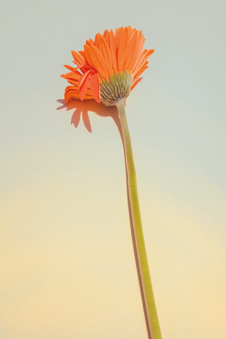 Gerber Daisy 3