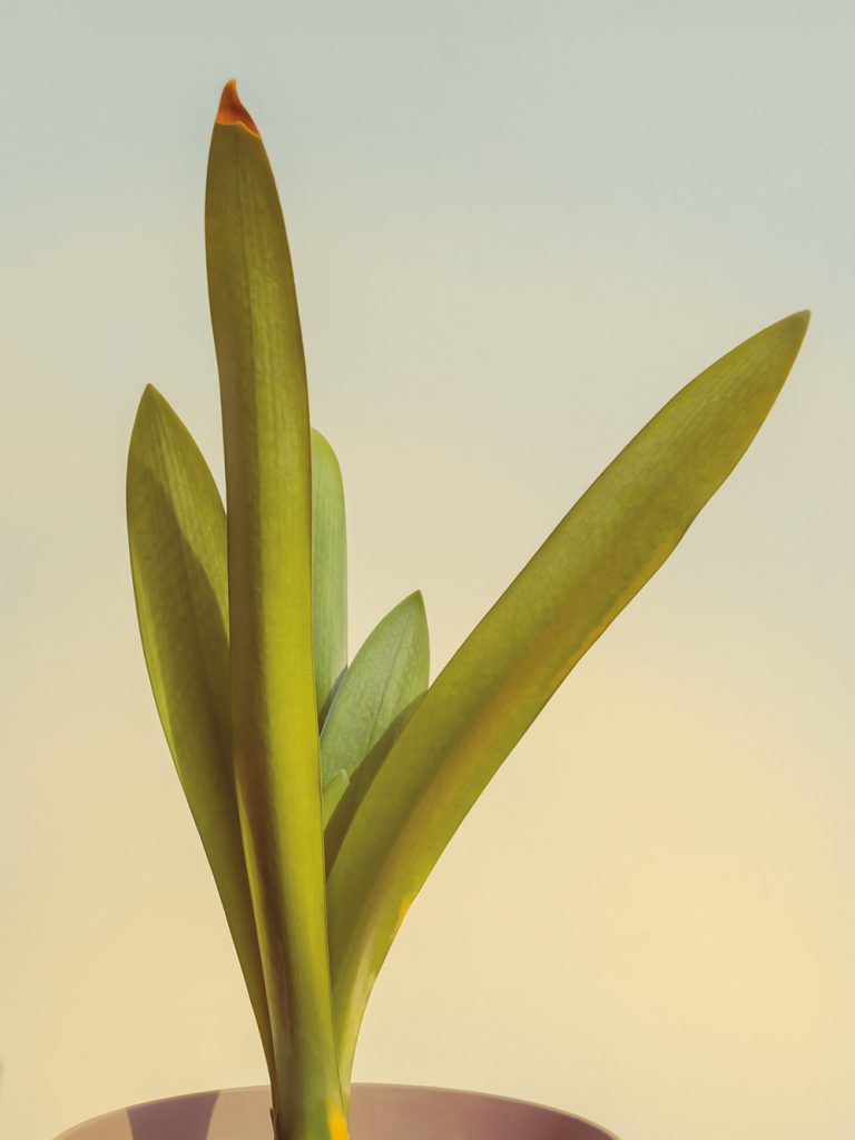 Amaryllis