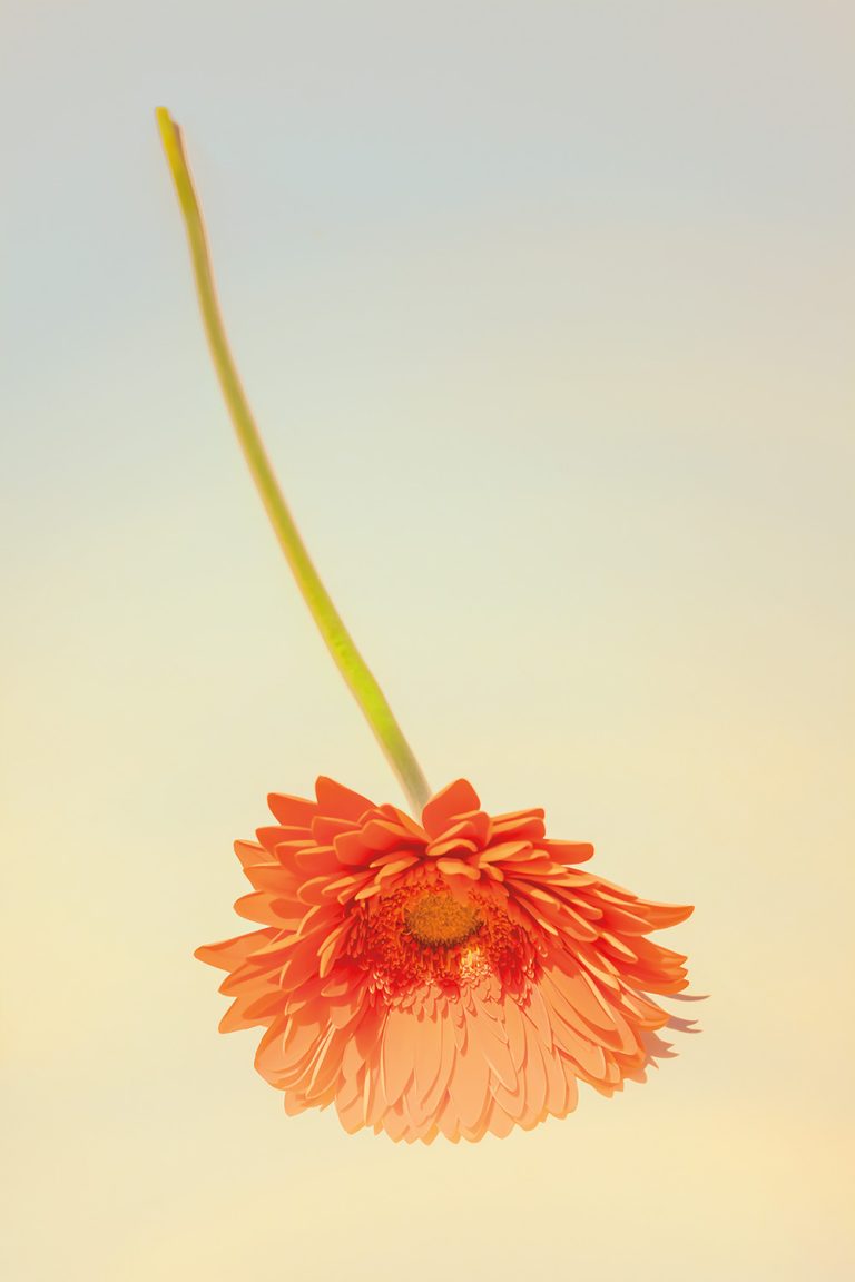Gerber Daisy 2