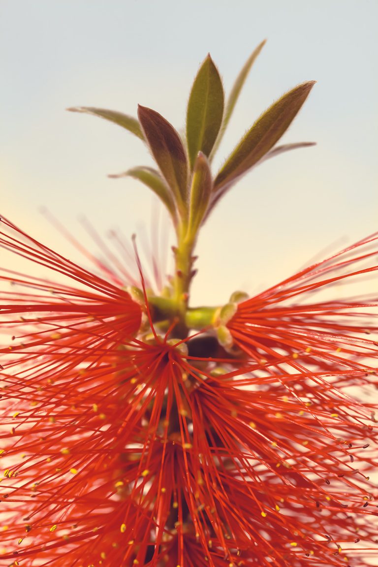 Bottle Brush