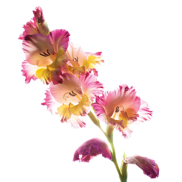 Gladiola