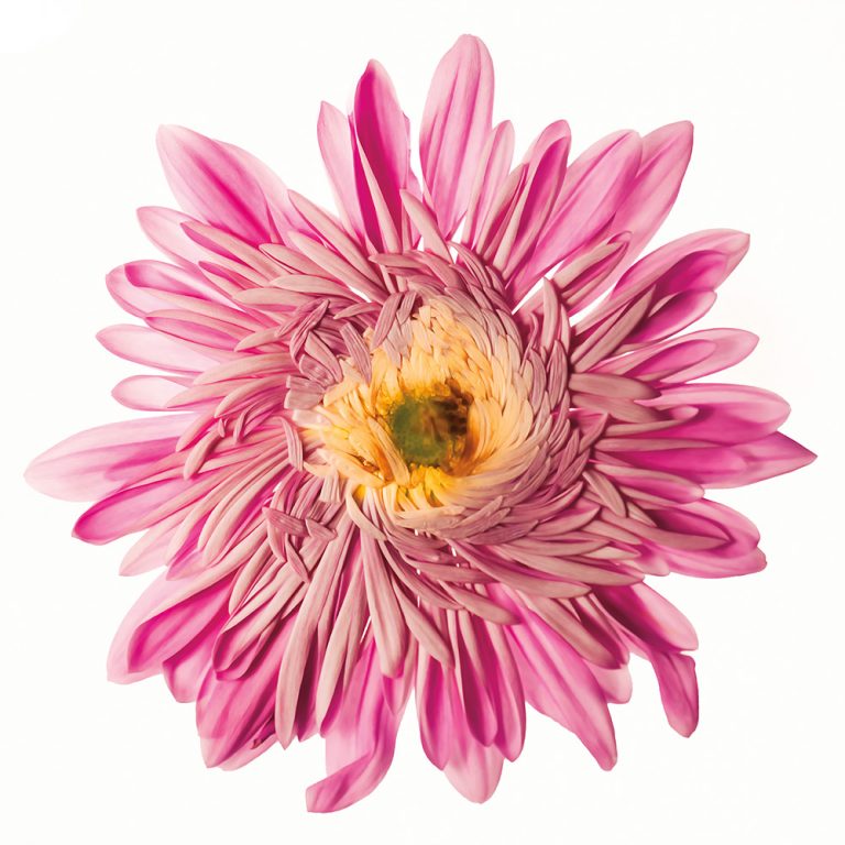 Pressed Daisy