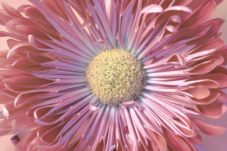 Spider Mum 4