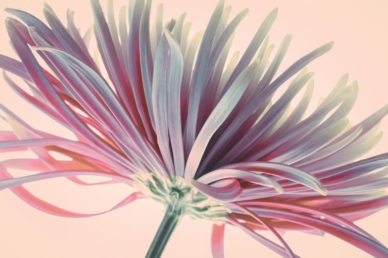 Spider Mum 1