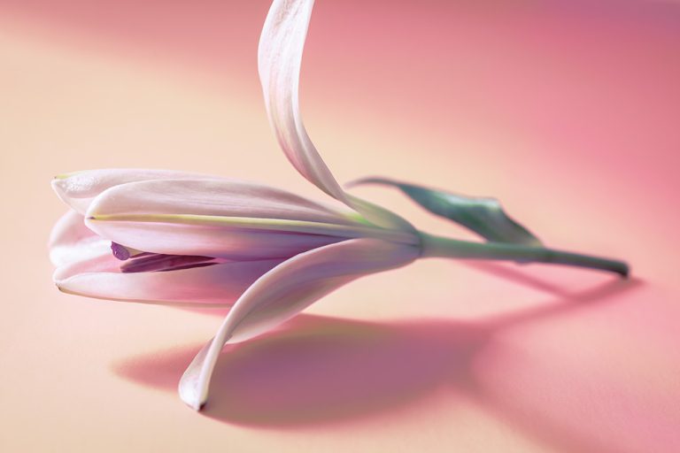 Asiatic Lily 2