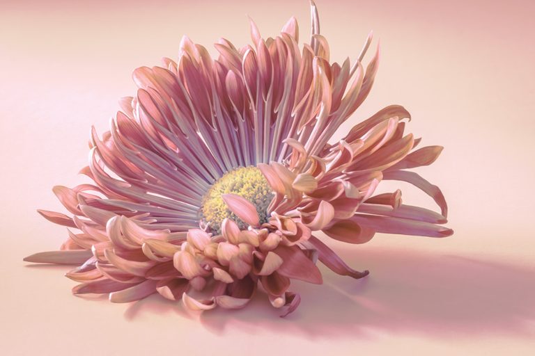 Spider Mum 3