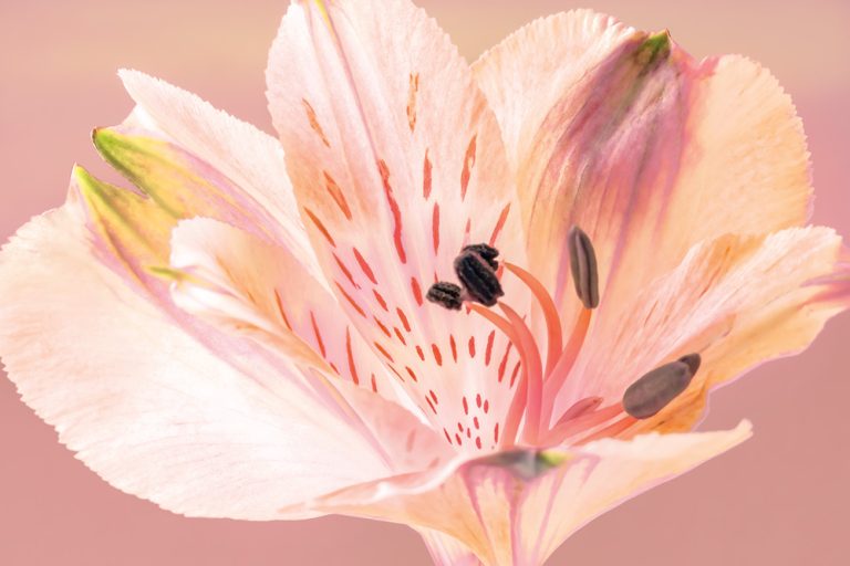 Peruvian Lily 2