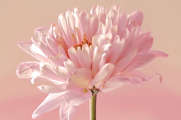 Mum 8