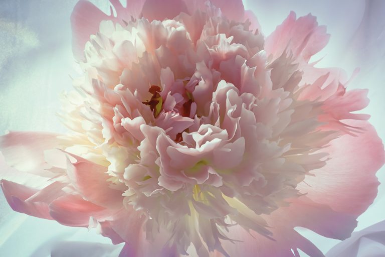 Peony 3