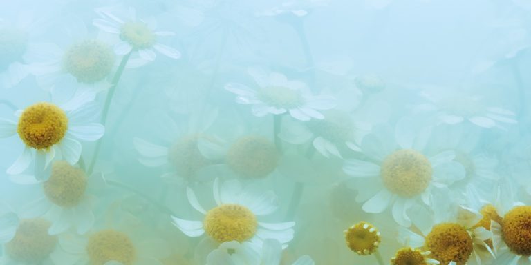 Chamomile 1