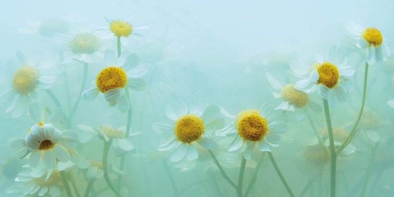 Chamomile 2