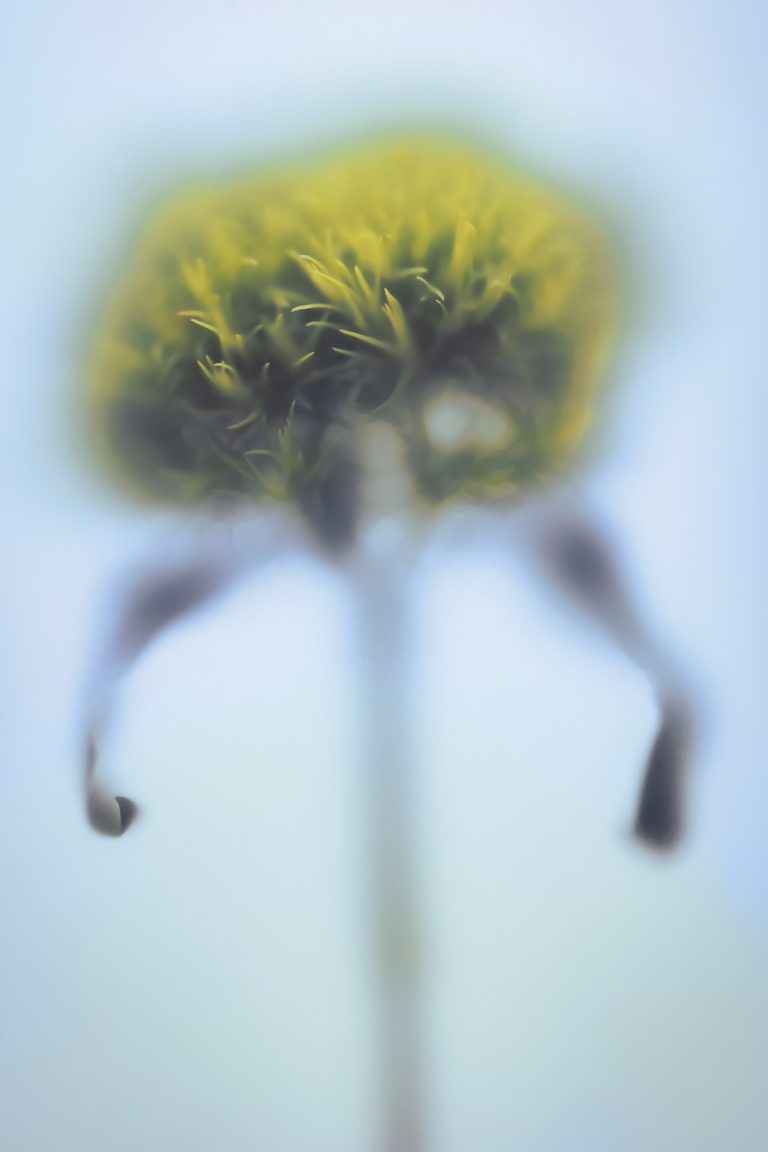 Green Trick Dianthus