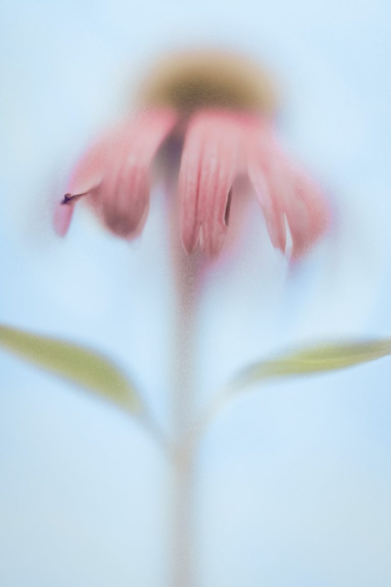 Cone Flower