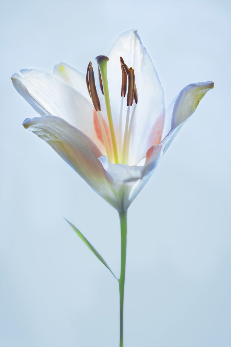 Asiatic Lily