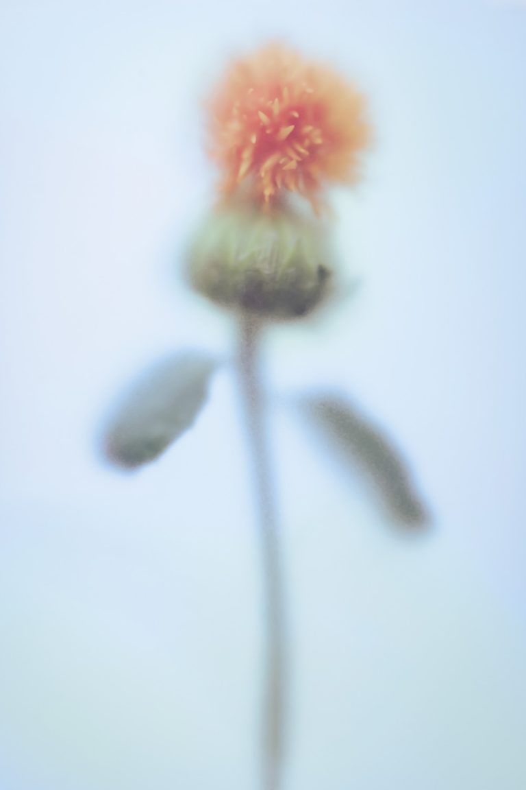 Thistle