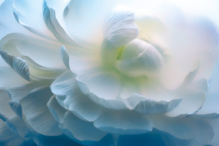 Peony 1