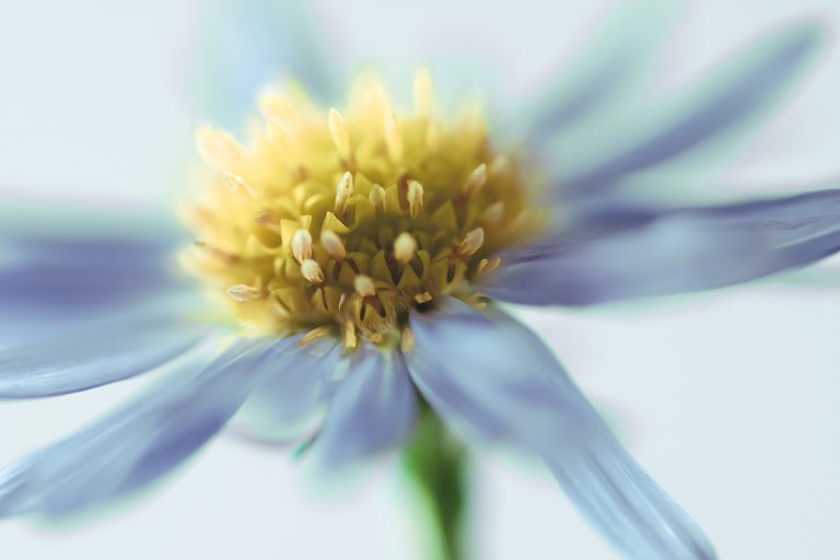Daisy 2
