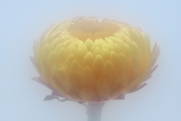 Straw Flower